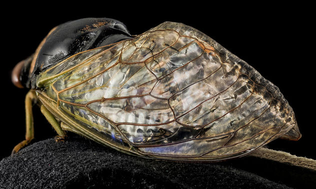 Stained Glass Cicada wings, U, wings 1, Bent Creek EF, NC_2014-01-17-16.16.33 ZS PMax - Free image #282399
