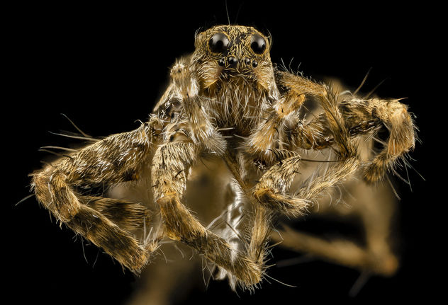 Spider Unknown, Face, MD, Prince Georges_2014-03-20-16.49.17 ZS PMax - Kostenloses image #282569