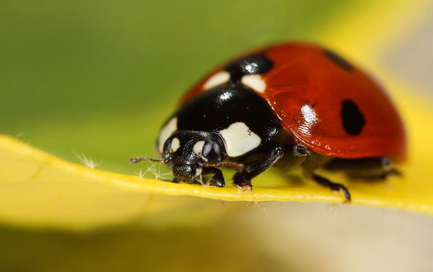 Ladybug - image gratuit #282599 
