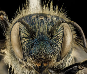Osmia inspergens, F, Face, MA, Barnstable County_2014-04-11-17.13.32 ZS PMax - image #282679 gratis