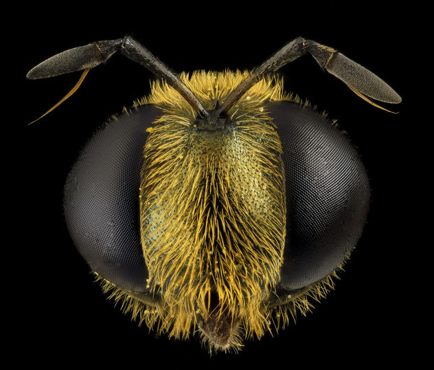 Fly Golden Baby, head, MD, Prince Georges County_2014-05-23-17.05.01 ZS PMax - Free image #282729