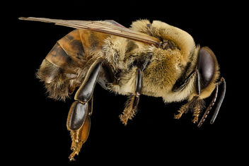 Honeybee drone, m, side, MD, pg county_2014-06-19-18.02.13 ZS PMax - Kostenloses image #282829