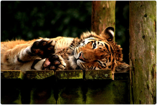 Tigers - South Lakes Animal Park - Free image #282839