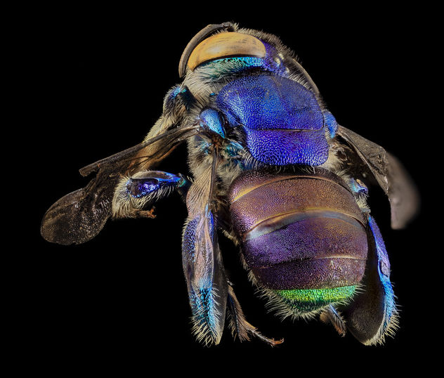 Orchid bee green butt, m, back, guyana_2014-06-17-18.25.47 ZS PMax - image gratuit #282859 