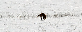 Foxy Hunter - image gratuit #282949 