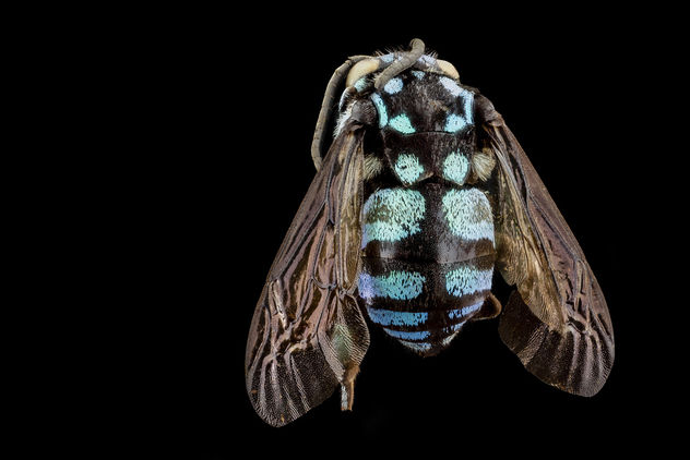 Thyreus wallacei, m, back, philippines, mt banahaw_2014-07-15-18.54.08 ZS PMax - Free image #282969