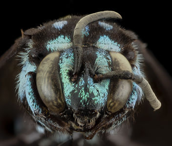 Thyreus wallacei, m, face, philippines, mt banahaw_2014-07-15-18.47.38 ZS PMax - Free image #282989