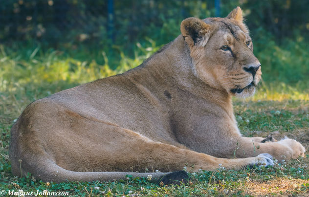 Female Lion at Parken Zoo - image #283049 gratis