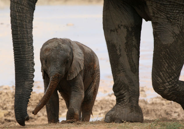 Baby Elephant with mother - image #283069 gratis