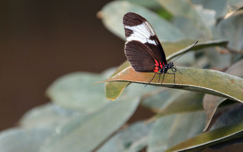 Butterfly | Schmetterling - image #283089 gratis