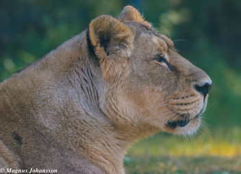 Lioness - Free image #283099