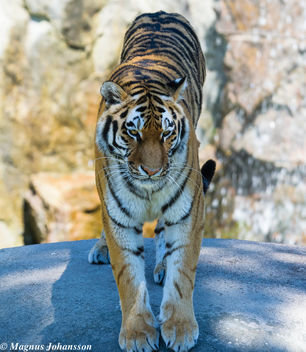 Siberian Tiger - image gratuit #283149 