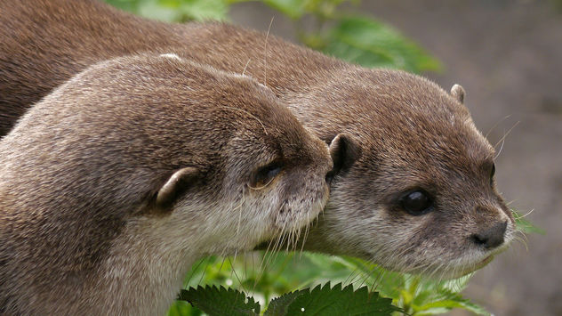 Asian Short Clawed Otters - Free image #283209