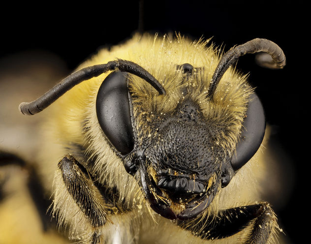Colletes hederae, f, country unk, face_2014-08-09-18.06.18 ZS PMax - Kostenloses image #283249