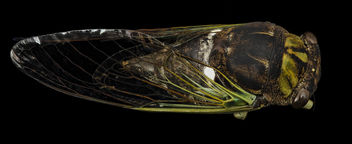 Tibicen tibicen, Cicada, back, md, upper marlboro, pg county_2014-09-02-11.54.18 ZS PMax - image gratuit #283289 