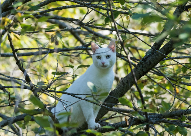 cat in a tree - Kostenloses image #283319