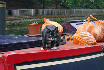 Boat Cat - Free image #283329