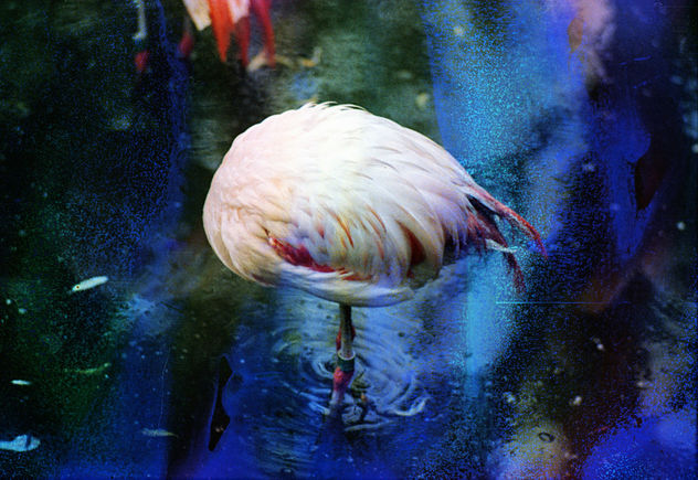 Flamingo - Free image #283409