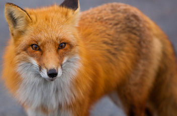 Fox Stare - Kostenloses image #283499