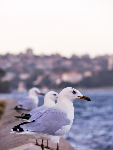 sea gull - image gratuit #283549 