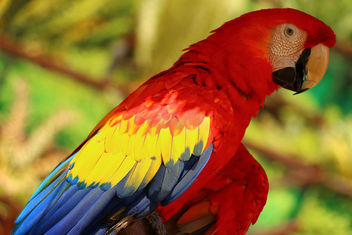 Red Polly - бесплатный image #283569