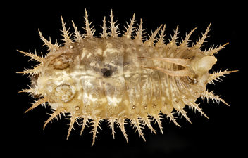 Cassida rubiginosa, larvae, talbot, md, back_2015-05-17-17.07.40 ZS PMax - Kostenloses image #283709
