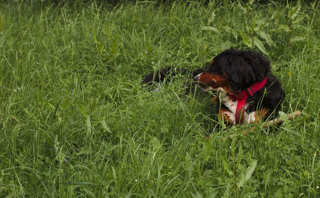 Disa lies in the grass - image gratuit #283739 