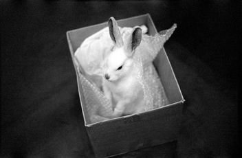 putting the bunny back in the box - Free image #283819