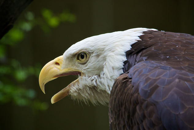 Bald eagle_Bronx Zoo - image #283849 gratis