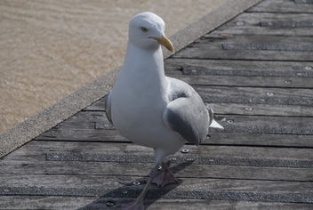 Seagull - бесплатный image #283959