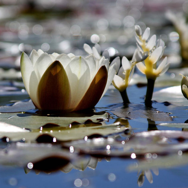 Water Lilies and Light - image #284109 gratis