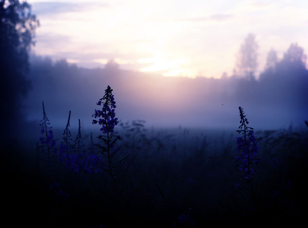 Misty summer night - Kostenloses image #284389