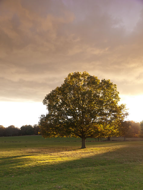Tree in Richmond Park - image gratuit #284619 