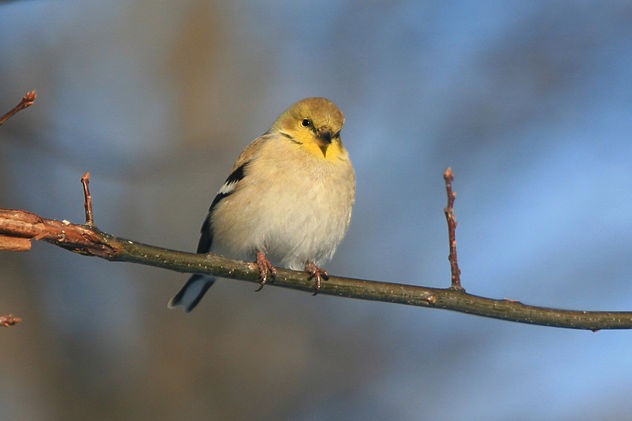 Winter Goldfinch - бесплатный image #284789