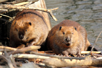 Maw & Paw Beaver - image #284869 gratis