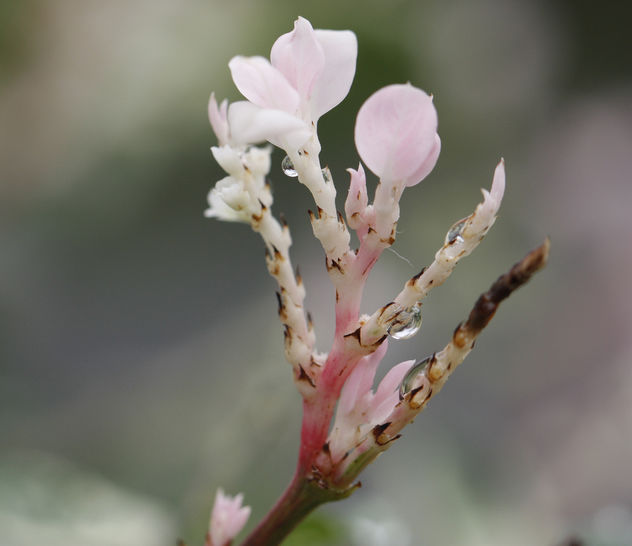 Trachelospermum jasminoides 'Chameleon' - Free image #284959