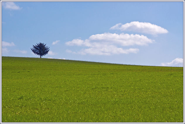 The Tree on the Hill (EXPLORE) - бесплатный image #285029