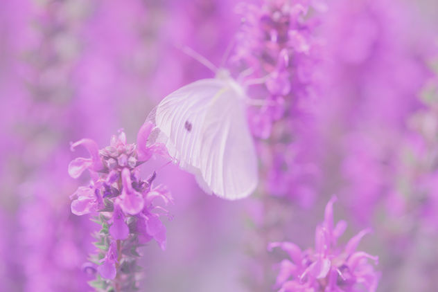 Butterfly Dreams - image gratuit #285229 