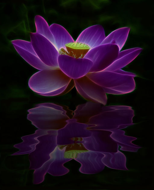 Lotus Fractal Reflection - image #285489 gratis