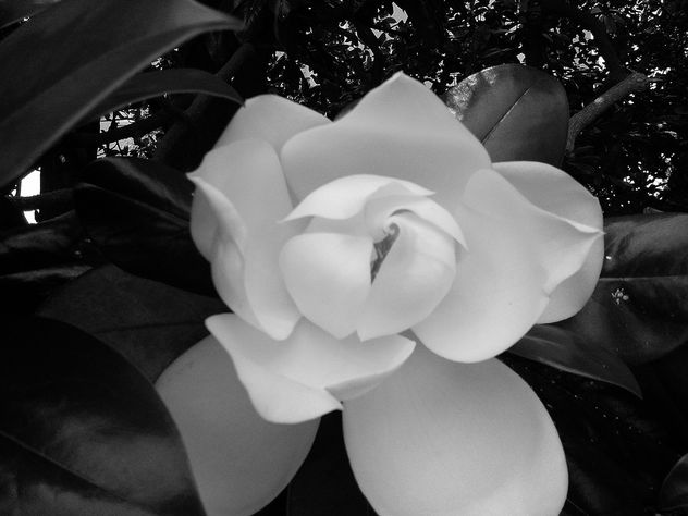 Magnolia - Kostenloses image #285499