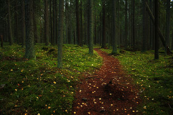 Forest Path - Kostenloses image #285559