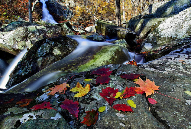 Autumn leaves near waterfall - Free image #285599