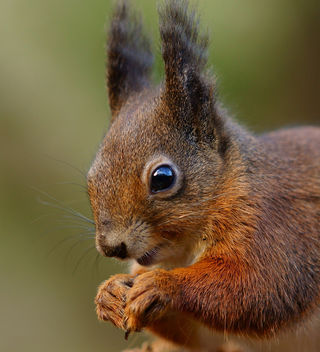 Squirrel Portrait - image #285939 gratis