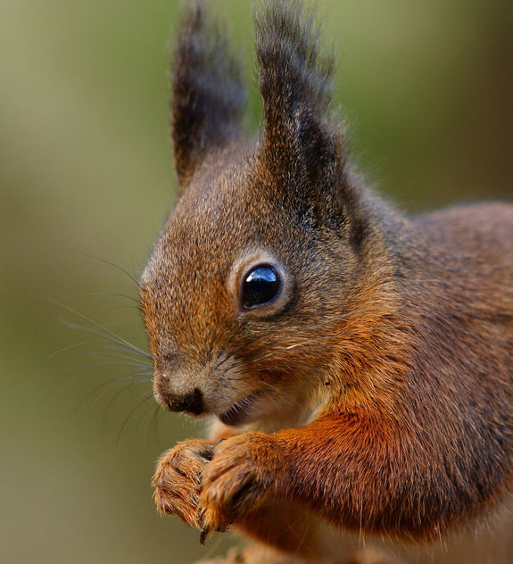 Squirrel Portrait - Free image #285939