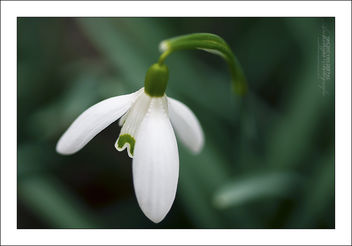 The Promise of the Snow Drop - Free image #286049