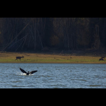 Cormorant landing @ Kabini River - image #286139 gratis
