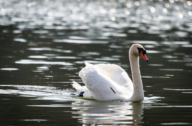 Canadian swan. [Explored March 29, 2012] - image #286149 gratis