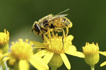 Macro Bee Pollen - Kostenloses image #286369