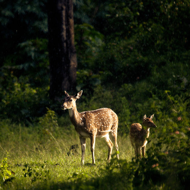 Glowing Deers! - image #286419 gratis