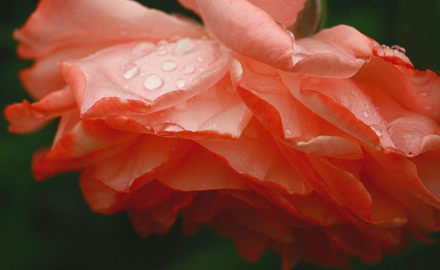 lots of rain on the roses - image gratuit #286509 